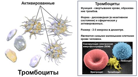 Анализ крови тромбоциты