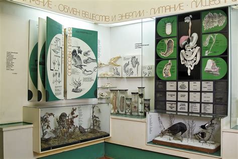Биологический музей им тимирязева официальный сайт