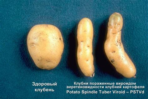 Болезни картофеля в картинках фото описание