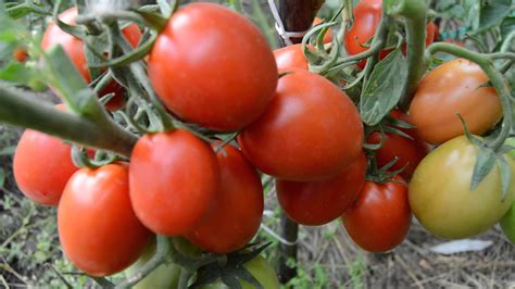 Верлиока томат