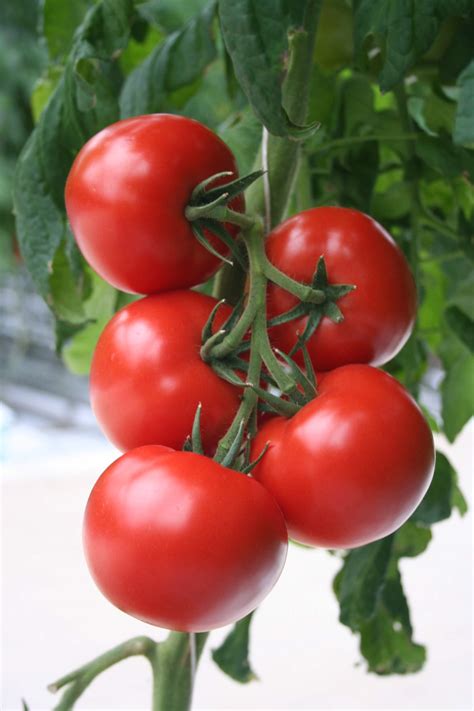 Верлиока томат
