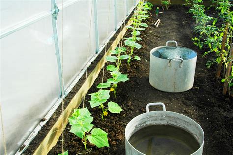 Выращивание огурцов в теплице из поликарбоната от а до я