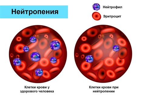 За что отвечают нейтрофилы в крови