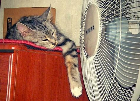 Как кошки переносят жару