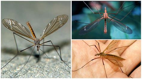 Как называются большие комары