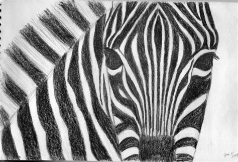 Как нарисовать зебру