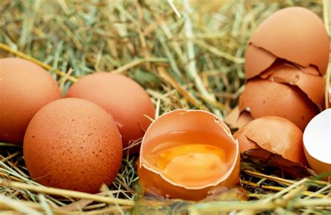Как определить тухлое яйцо