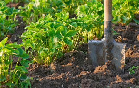 Как подготовить почву для посадки клубники в августе в открытом грунте правильно