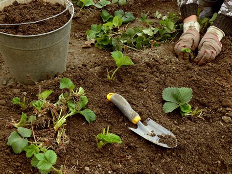 Как подготовить почву для посадки клубники в августе в открытом грунте правильно