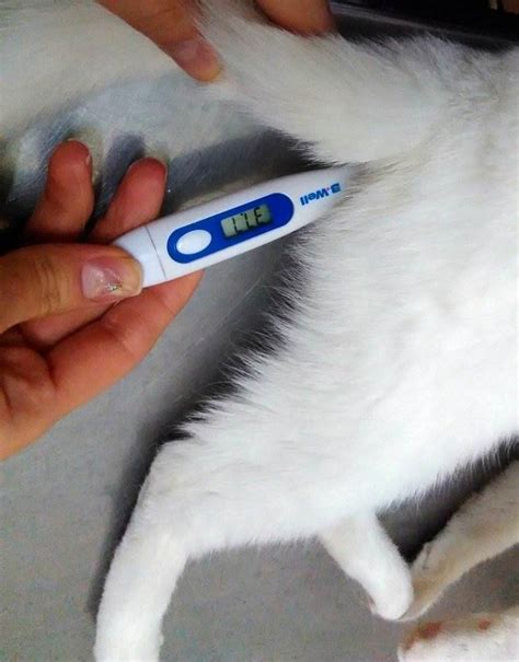 Как померить температуру кошке