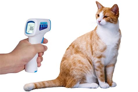 Как померить температуру кошке