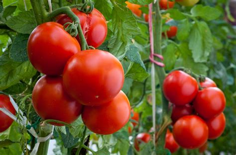 Как часто надо поливать помидоры в теплице