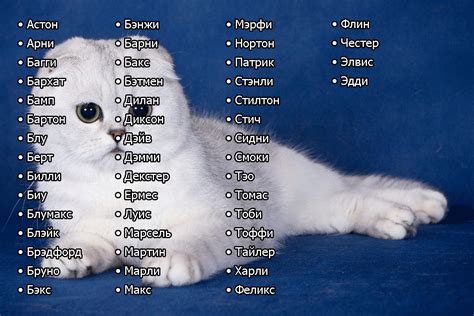 Красивые имена для кошки