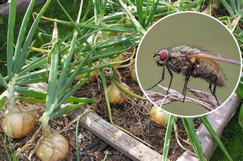 Луковая муха методы борьбы с ней эффективные на грядке