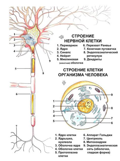 Нервная ткань