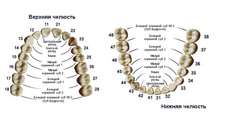 Нумерация зубов у человека
