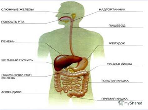 Органы пищеварительной системы