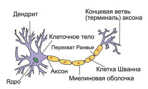 Отросток нервной клетки 5 букв