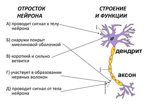 Отросток нервной клетки 5 букв
