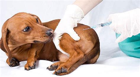 Парвовирусная инфекция у собак