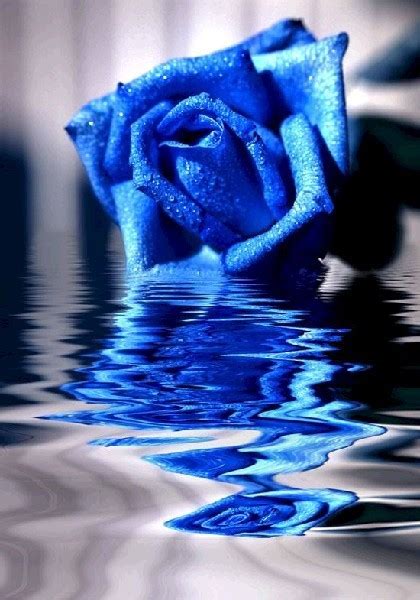 Песня синие розы скачать