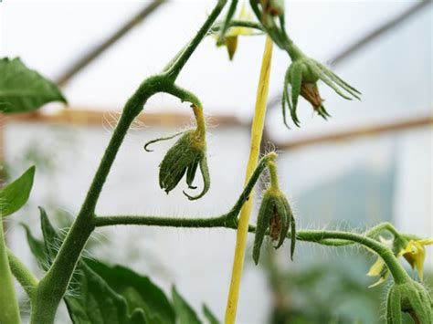 Почему засыхают цветы на помидорах в теплице и что делать