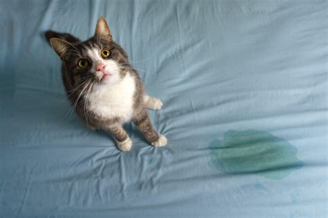 Почему кошка писает на кровать