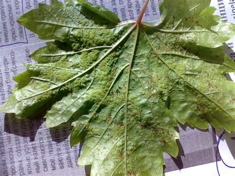 Пятна на листьях винограда описание с фотографиями и способы лечения