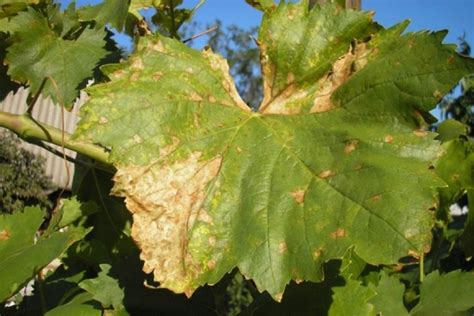 Пятна на листьях винограда описание с фотографиями и способы лечения