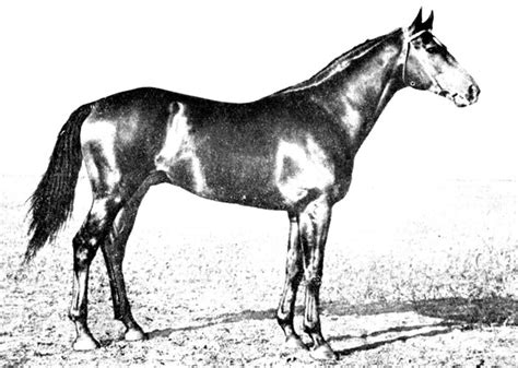 Рассмотрите фотографию коричневой лошади породы кабардинская и выполните задания