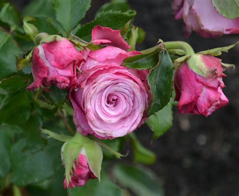Роза дип ватер фото