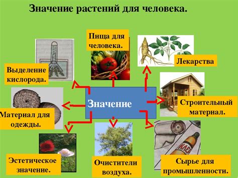 Роль растений в природе и жизни человека 6 класс