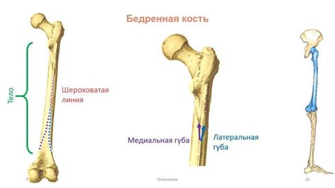 Самая большая кость у человека