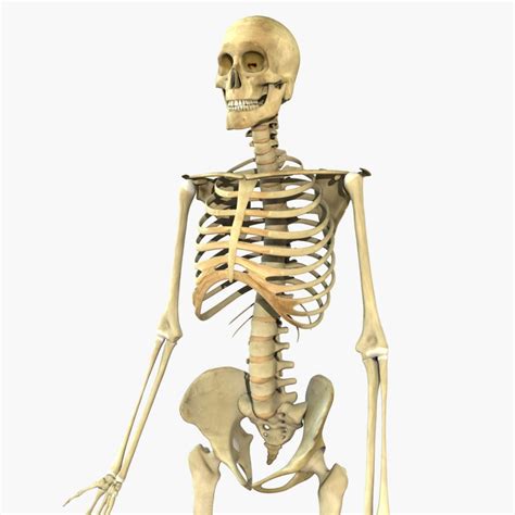 Скелет человек