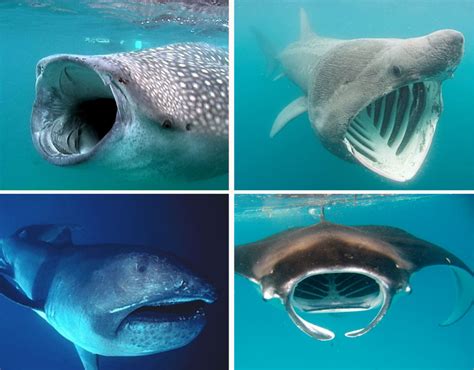 Сколько видов акул на земле