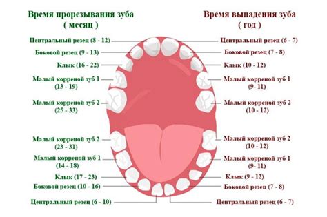 Сколько всего зубов