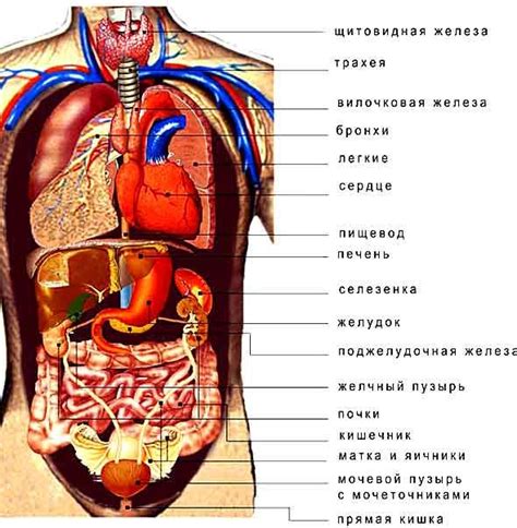Сколько всего органов у человека
