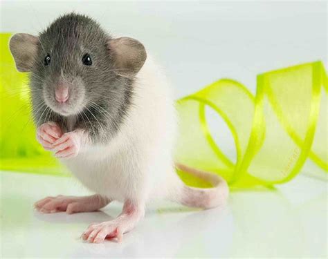 Сколько живут декоративные крысы в домашних условиях