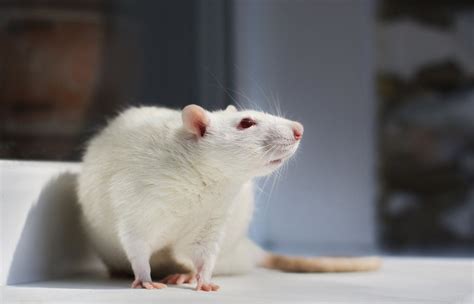 Сколько живут декоративные крысы в домашних условиях