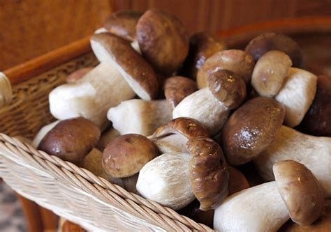 Сколько надо варить грибы