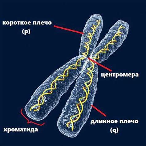 Хромосомы у человека