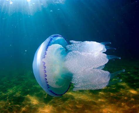 Чем питаются медузы в черном море
