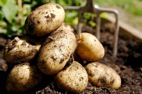 Чем подкормить картофель для роста клубней в июле