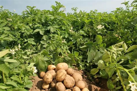 Чем подкормить картофель для роста клубней в июле