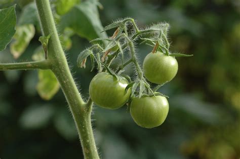 Чем подкормить помидоры во время плодоношения в открытом грунте в июле