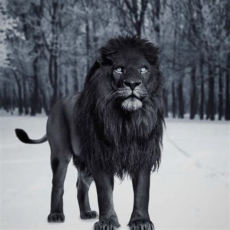 Черный лев фото