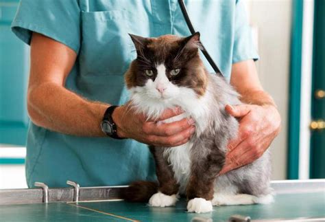 Что дать кошке от поноса из человеческих лекарств
