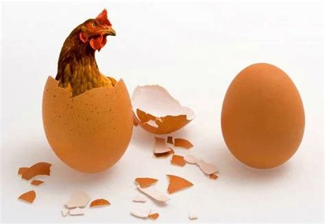 Что появилось первое курица или яйцо ответ