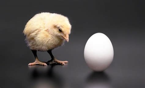 Что появилось первое курица или яйцо ответ