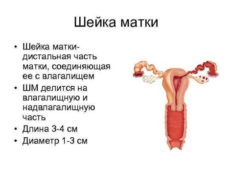 Шейка матки анатомия